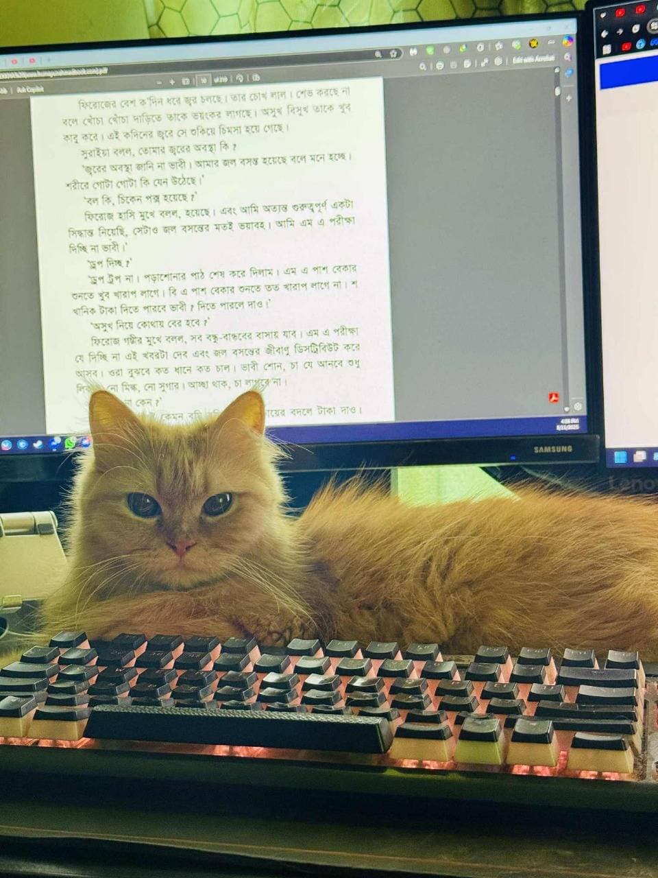 Rabiul Gazi supporting business coordination at Yellow Posh